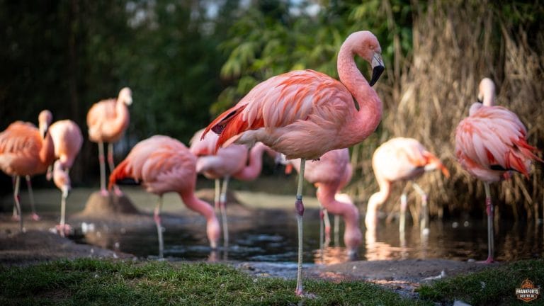 Zoo Tierpark Frankfurt